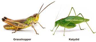 One way to control grasshopper numbers is by making them food for others. 11 Ways To Get Rid Of Grasshoppers Quick Effective And Natural
