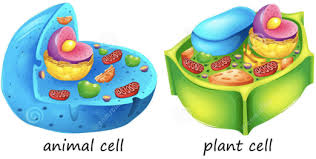 Check spelling or type a new query. Plant And Animal Cells Home Facebook