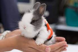 Everything You Ought To Know Before Keeping Dwarf Bunnies As Pets Pet Ponder