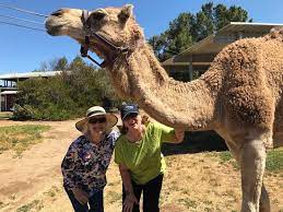 Camels share their milk with us while raising their. Hello Picture Of Oasis Camel Dairy Ramona Tripadvisor