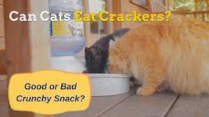 Eating seven saltine crackers is equivalent to one serving of refined grains. Can Cats Eat Crackers Cats How