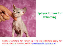 If a kitten is sold as a pet, it could be of breeder/show quality also. Cheap Sphynx Kittens For Sale By Legendarysphynxonline Issuu