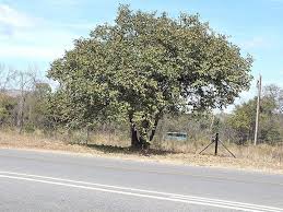 Image result for Piliostigma thonningii