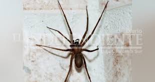 También es característico que tiene solo 3 pares de ojos (uno central y dos laterales), mientras que la mayoría de los arácnidos poseen. Arana Violinista 15 Veces Mas Letal Que Una Cobra Diario El Independiente