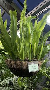 Image result for Microsorum punctatum