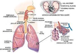 Solunum Sistemi Hastaliklari Nelerdir Solunumsistemi Com Bitki Saglikli Yasam Tarzi Saglikli Olmak