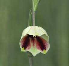 Image result for Sopubia angolensis