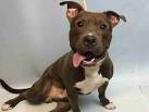PIT BULL RESCUE CENTRAL - Pit Bull Rescue Central