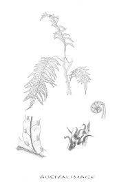 Image result for Microsorum scandens