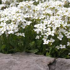 Image result for Arabis alpina