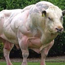 Mutant' Belgian Blue bull stuns with shockingly muscle-bound body - World  News - Mirror Online