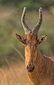 Startled Rare Animals Nature Animals Animals