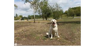 Maybe you would like to learn more about one of these? Wybieg Dla Psow Zory Park Cegielnia Psipark Pl