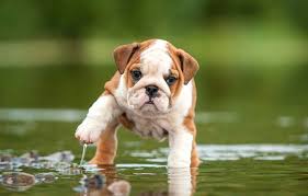 We did not find results for: Stages Of Puppy Development Dogtime