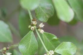 Image result for Scutia myrtina