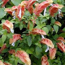 Image result for Justicia sp. A cf. engleriana