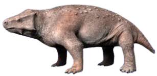 Image result for Pareiasaurus