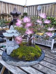 Image result for Calliandra brevipes