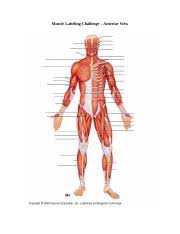 The interactive muscle anatomy diagram shown below outlines the major superficial (i.e. Human Muscles Of The Body Diagram Unlabeled 60077 Jpg Course Hero