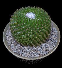 The sfscs is a nonprofit dedicated to the cultivation, conservation & propagation of succulent plants. Show Plants Skyviewsucculents Cacti And Succulents Plants Cactus