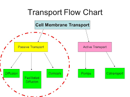 Transport Of Molecules Across The Membrane Ppt Video