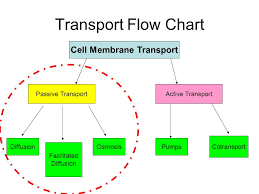 transport of molecules across the membrane ppt video