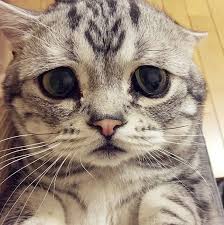 Caes E Gatos Mais Fofos Do Mundo Pin Em Fotos