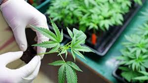 How to grow a marijuana plant indoors. How To Grow Weed Indoors A Step By Step Guide For Beginners
