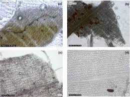 Image result for Hypselodelphys