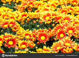Here's our mellow yellow photo gallery including pictures of luscious decor, fashion shoes, accessories and. Beautiful Orange And Yellow Flowers 1600x1167 Wallpaper Teahub Io