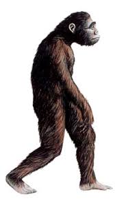 Resultado de imagen de Australopithecus ramidus