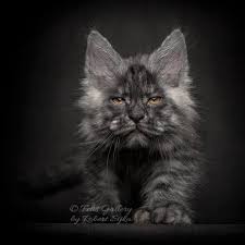 If you are looking for a maine coon cat in connecticut, there are plenty. What Are The Most Common Colors Of Maine Coon Cat Mainecoon Org