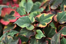 Image result for Terminalia boivinii