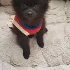 We now have designer hybrid puppies available including pomapoos and shih poos! Pomeranian Puppies For Sale Puppyspot