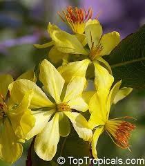 Image result for Ochna inermis