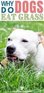 Why Do Dogs Eat Grass Causes Prevention Vomiting More Dogs Dogs Eating Grass Dog Eating