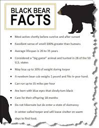 Black Bear Vs Grizzly Bear Size Difference Bear Hunt 4 Ways To Judge The Size And Age Of A Black Bear Black Bear Black Bear Hunting Bear Hunting