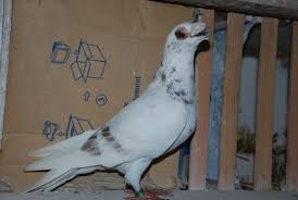 Dragoon Pigeon Pigeons Fall