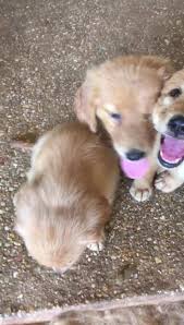 Southland goldens is a professional breeder of english cream golden retrievers since 2012. Golden Retriever Puppies Hwy 87 Kennel Home Facebook