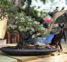 Image result for Malpighia coccigera