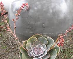 Check spelling or type a new query. International Crassulaceae Network