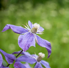 Image result for Clematis