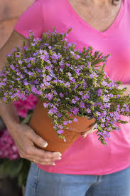 Image result for Cuphea hyssopifolia