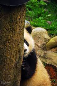 Pandas In Bifengxia Cute Animals Panda Bear Panda