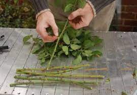 Cara menanam atau memperbanyak bunga kamboja (plumeria acuminatabisa) dilakukan dengan stek batang tepatnya menggunakan metode okulasi. 4 Cara Menanam Mawar Dengan Cangkok Bagi Pemula Ilmubudidaya Com