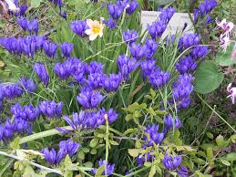 Maybe you would like to learn more about one of these? South African Flowers At Home In Northern California Finegardening