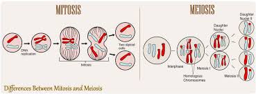 16 differences between mitosis and meiosis mitosis vs meiosis