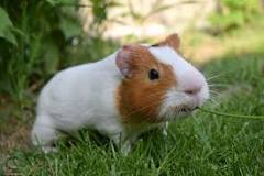 Image result