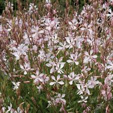 It is one of my favorite things to grow. Gaura Sparkle White Garden Ready Perennial 9cm Pot Brookside Nursery