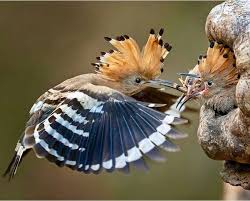 Names Birds That Start With B Hoopoe By Photography Hinsche Natureza